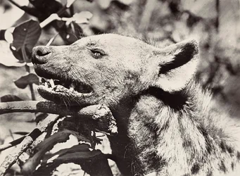 Bau eines Imperiums im faschistischen Zeitalter: Kopf einer Hyäne, 09/05/1936