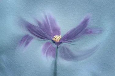 Ätherische violette Blüte