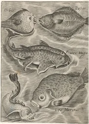 Studienblatt mit verschiedenen Fischen