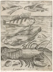 Studienblatt mit vier Fischen und einem Krebs