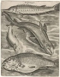 Studienblatt mit Fischen (Piscium vivae icones)