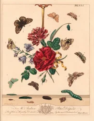 Winkelfleckmotte, Phlogophora meticulosa, Eichenspinner, Watsonalla binaria, Mutter Shipton-Motte, Callistege mi, Speckled Wood Schmetterling, Pararge aegeria, Gebänderter Haken, Watsonalla cultraria, Braune China-Marke, Elophila nymphaeata, und Maid of Ho