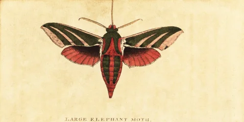 Elefanten-Rüssler, Deilephila elpenor (Gravur)