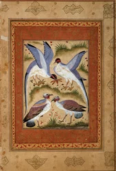 Vögel. Miniatur-Gouache aus der Mogul-Schule. 1590-1600. Paris, Guimet Museum, Nationalmuseum für asiatische Künste