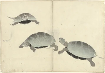 Drei Schildkröten