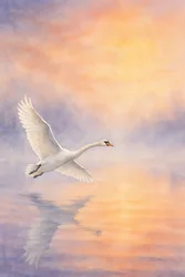 Majestätischer Schwan Spiegelung