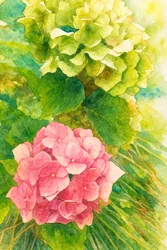 Rosa und grüne Hortensien