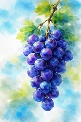Lila Trauben Aquarell