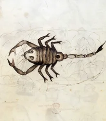 Das Sternzeichen Skorpion (Pergament)