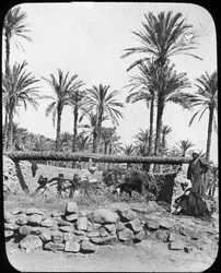 Wasserrad, Ägypten, um 1890