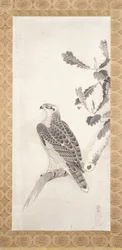 Falke auf einem Ast