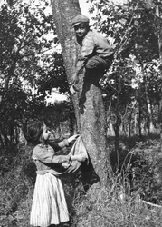 Ein kleiner Junge auf einem Obstbaum pflückt Früchte für ein kleines Mädchen, Molise