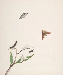 Eine Raupe und zwei Motten auf einem Ast und zwei Schmetterlinge