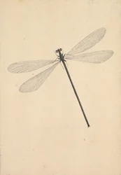 Eine Libelle