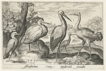 Storch, Kranich, Reiher und Löffler