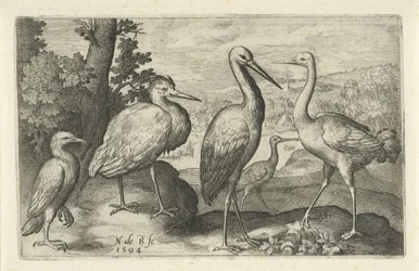 Storch, Kranich, Reiher und Löffler