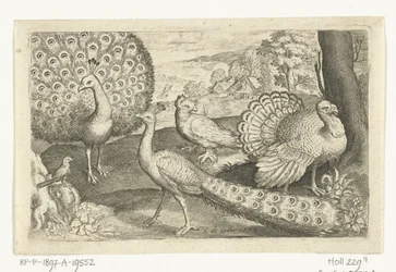Zwei Pfauen und ein Truthahn, Vögel und Insekten (Serientitel)