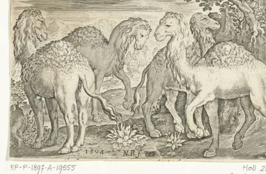 Vier Dromedare (Animalivm qvadrvpedvm, Tiere in Landschaften)