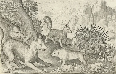 Wildschwein, Füchse, Biber, Stachelschwein und Frösche