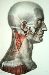 Muskulatur des Gesichts, Tafel aus 