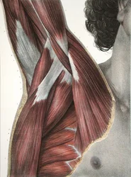 Die Schulter und Achselhöhle, aus 