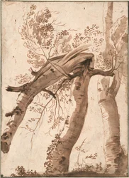 Zwei Silberbirken, die vordere umgefallen, ca. 1629