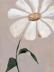 Weißes Gänseblümchen