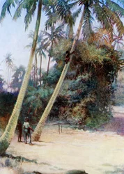 Klettern nach grünen Kokosnüssen, 1908