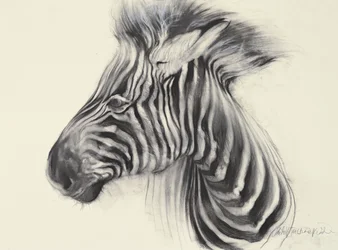 Babyzebra, 2000
