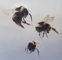 Bombus Flug 1, 2011