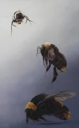 Bombus Flug 2, 2011