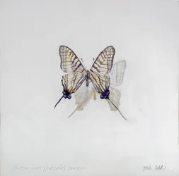 Graphium (Pazala) eurosus, 2014