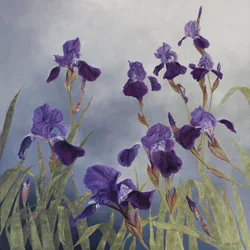 Iris hybrida, 2015