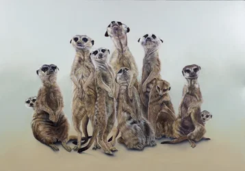 Erdmännchen-Mob, Sonnenengel