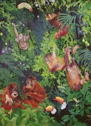 Orang-Utans und Tukane