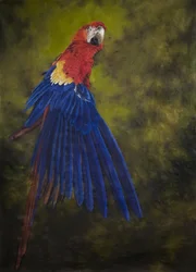 Roter Ara 2, 2009