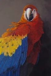 Roter Ara 3 (Detail)