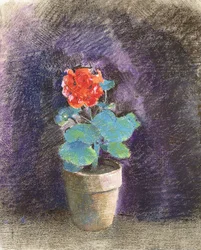 Geranie