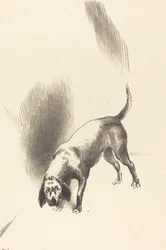 Der Hund