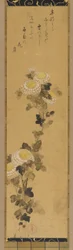 Chrysanthemen