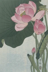 Blühende Lotusblumen, 1920-30