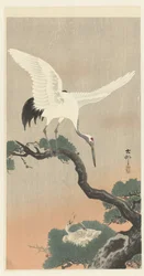 Japanischer Kranich auf Kieferzweig