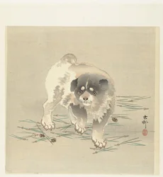 Junger Hund