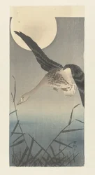 Kolgans bei Vollmond