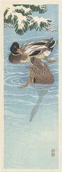 Paar Wildenten im Wasser