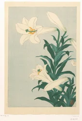 Lilien