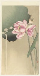 Singvogel und Lotus
