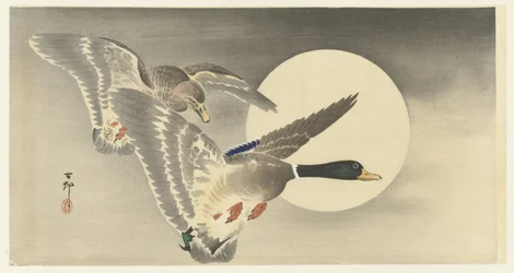 Zwei Enten bei Vollmond