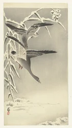 Zwei Blässgänse in Schneelandschaft