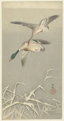 Zwei Wildenten im Flug